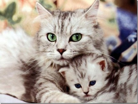 котенок и мама