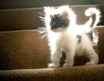 котенок на новом месте
