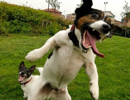 Crazy-Animals-Funny-Shoots