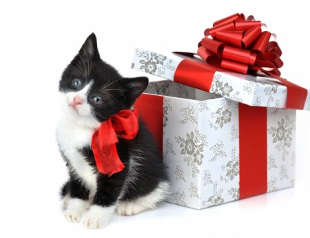 Котенок в подарок