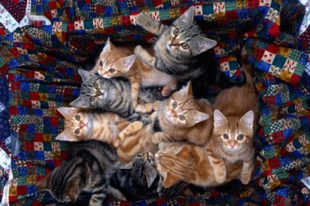 cats