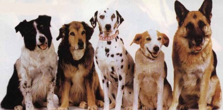 dogs