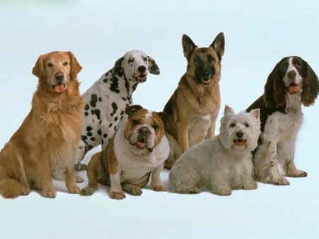 dogs