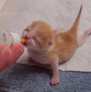 Чем кормить котенка