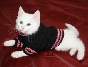 кошка в свитере кошка в свитере