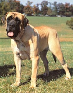mastiff