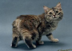 Менкс