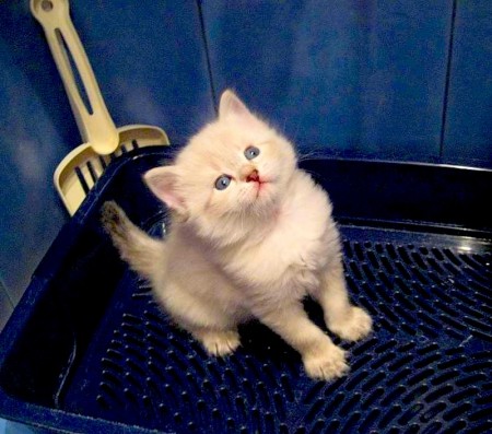 Котенок в лотке