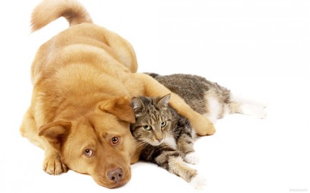 dog-i-cat