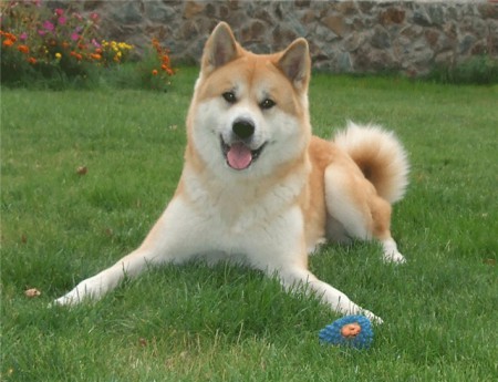 Akita-Inu-sobaka